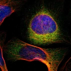 Immunofluorescent staining of human cell line U-2 OS shows localization to cytosol.