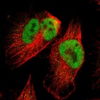 Immunofluorescent staining of human cell line U-251 MG shows localization to nucleoplasm.