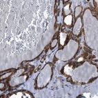 Anti-RBBP9 Antibody