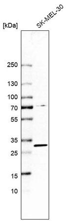 Western blot analysis in human cell line SK-MEL-30.