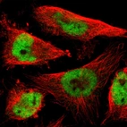 Immunofluorescent staining of human cell line U-251 MG shows localization to nucleoplasm.