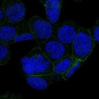 Immunofluorescent staining of human cell line HEL shows localization to plasma membrane & centriolar satellites.