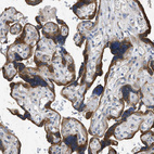 Immunohistochemical staining of human placenta shows strong cytoplasmic positivity in trophoblastic cells.