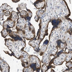 Immunohistochemical staining of human placenta shows strong cytoplasmic positivity in trophoblastic cells.