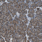 Anti-FAM3B Antibody