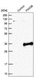 Western blot analysis in control (vector only transfected HEK293T lysate) and FAM3B over-expression lysate (Co-expressed with a C-terminal myc-DDK tag (~3.1 kDa) in mammalian HEK293T cells, LY403301).