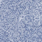 Immunohistochemical staining of human pancreas shows no positivity in exocrine glandular cells as expected.
