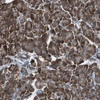 Immunohistochemical staining of human Pancreas shows strong cytoplasmic positivity in exocrine glandular cells.