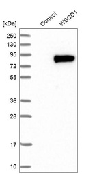 Anti-WSCD1 Antibody