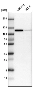 Western blot analysis in mouse cell line NIH-3T3 and rat cell line NBT-II.