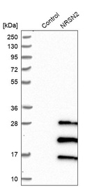 Western blot analysis in control (vector only transfected HEK293T lysate) and NRSN2 over-expression lysate (Co-expressed with a C-terminal myc-DDK tag (~3.1 kDa) in mammalian HEK293T cells, LY410956).