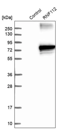 Western blot analysis in control (vector only transfected HEK293T lysate) and RNF112 over-expression lysate (Co-expressed with a C-terminal myc-DDK tag (~3.1 kDa) in mammalian HEK293T cells, LY416154).