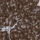 Anti-C1orf27 Antibody
