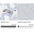 Anti-MGARP Antibody