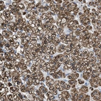 Immunohistochemical staining of human adrenal gland shows strong cytoplasmic granular positivity in glandular cells.
