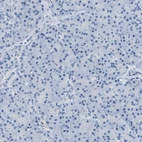 Immunohistochemical staining of human pancreas shows no positivity in exocrine glandular cells as expected.