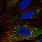 Immunofluorescent staining of human cell line BJ shows localization to mitochondria.
