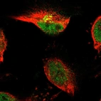 Immunofluorescent staining of human cell line U-251 MG shows localization to nucleoplasm & the Golgi apparatus.
