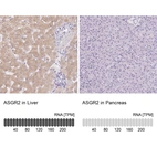 Anti-ASGR2 Antibody