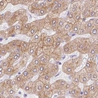 Immunohistochemical staining of human liver using Anti-ASGR2 antibody HPA015998.