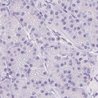 Immunohistochemical staining of human pancreas using Anti-ASGR2 antibody HPA015998.