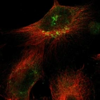 Immunofluorescent staining of human cell line U-251 MG shows localization to the Golgi apparatus.
