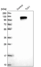 Western blot analysis in control (vector only transfected HEK293T lysate) and TLK1 over-expression lysate (Co-expressed with a C-terminal myc-DDK tag (~3.1 kDa) in mammalian HEK293T cells, LY402184).