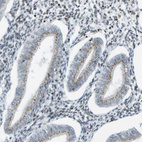 Immunohistochemical staining of human endometrium shows weak granular cytoplasmic positivity in glandular cells.
