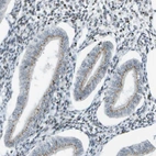 Immunohistochemical staining of human endometrium shows weak granular cytoplasmic positivity in glandular cells.
