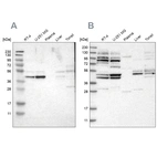 Western blot analysis using Anti-WDR53 antibody HPA016420 (A) shows similar pattern to independent antibody HPA019332 (B).