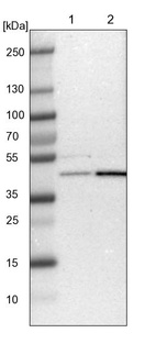 Lane 1: NIH-3T3 cell lysate (Mouse embryonic fibroblast cells)_br/_Lane 2: NBT-II cell lysate (Rat Wistar bladder tumour cells)