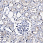 Anti-ACKR1 Antibody