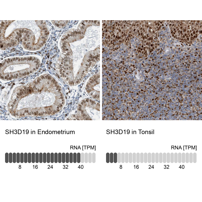 Anti-SH3D19 Antibody