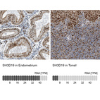 Anti-SH3D19 Antibody