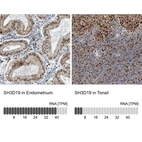 Anti-SH3D19 Antibody