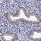 Immunohistochemical staining of human endometrium shows moderate nuclear positivity in glandular cells.