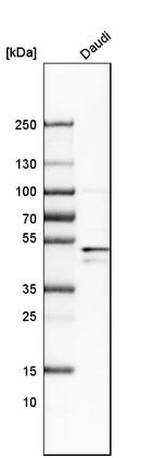 Western blot analysis in human cell line Daudi.
