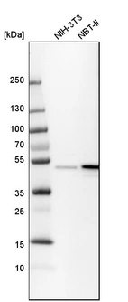 Western blot analysis in mouse cell line NIH-3T3 and rat cell line NBT-II.