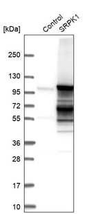 Western blot analysis in control (vector only transfected HEK293T lysate) and SRPK1 over-expression lysate (Co-expressed with a C-terminal myc-DDK tag (~3.1 kDa) in mammalian HEK293T cells, LY401089).