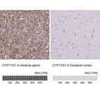 Anti-CYP11A1 Antibody