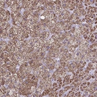 Immunohistochemical staining of human adrenal gland shows high expression.