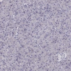Immunohistochemical staining of human pancreas shows no positivity in exocrine glandular cells as expected.