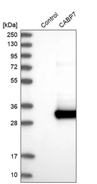 Western blot analysis in control (vector only transfected HEK293T lysate) and CABP7 over-expression lysate (Co-expressed with a C-terminal myc-DDK tag (~3.1 kDa) in mammalian HEK293T cells, LY405504).