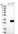 Anti-CABP7 Antibody