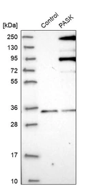 Western blot analysis in control (vector only transfected HEK293T lysate) and PASK over-expression lysate (Co-expressed with a C-terminal myc-DDK tag (~3.1 kDa) in mammalian HEK293T cells, LY414744).