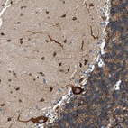 Anti-KDELR2 Antibody