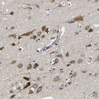 Anti-PA2G4 Antibody