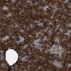 Anti-PA2G4 Antibody