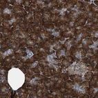 Immunohistochemical staining of human Pancreas shows strong cytoplasmic positivity in exocrine glandular cells.
