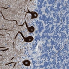 Immunohistochemical staining of human cerebellum shows moderate to strong cytoplasmic positivity in Purkinje cells.